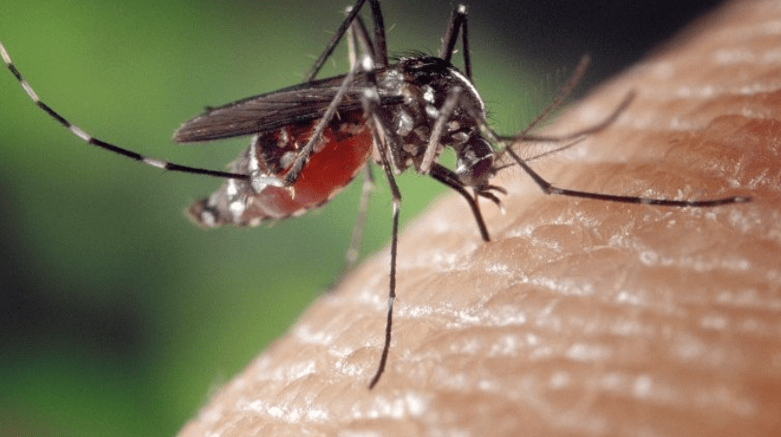 ANM de Venezuela pide educación y prevención para evitar casos de dengue
