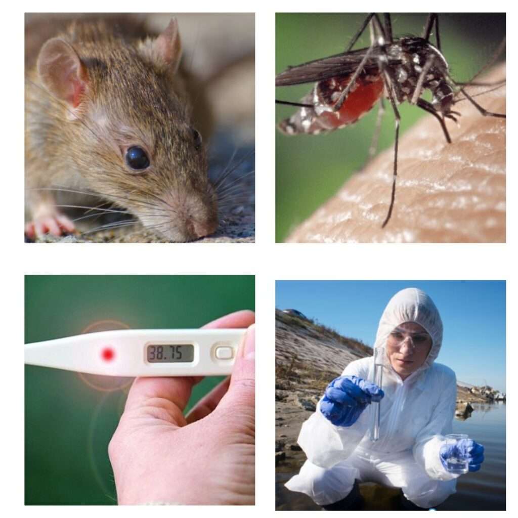Infecciones Virales Zoonóticas y efectos en el Riñón: Dengue, Leptospirosis y Hanta en un Mundo en Cambio
