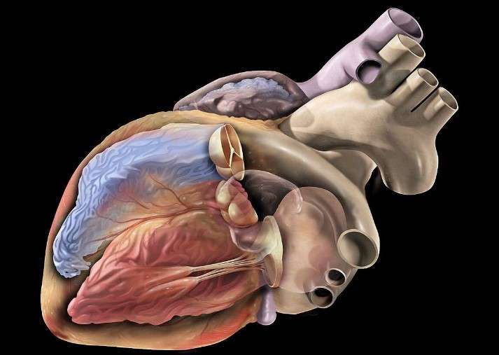Un modelo de IA para precisar el diagnóstico y tratamiento de arritmias de corazón