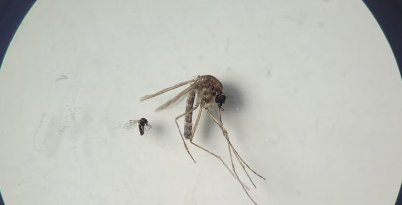 culicoides